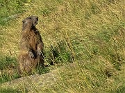 13 Marmotta in sentinella ci fischia...